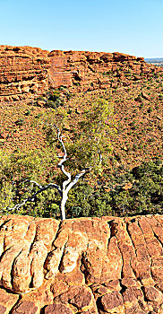 澳大利亚,国王峡谷,自然,野外,内陆地区