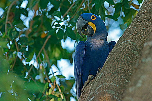 紫蓝金刚鹦鹉,坐,树上,潘塔纳尔,巴西,南美