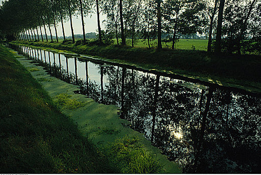 树林,运河,荷兰