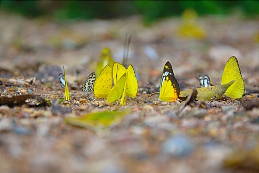许多,黄色,蝴蝶,地上,树林