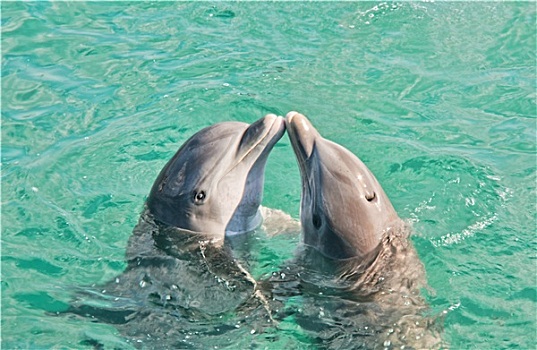 两个,接吻,海豚