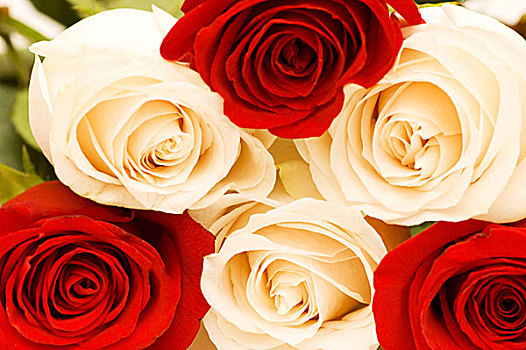 背景,红色,白色,玫瑰