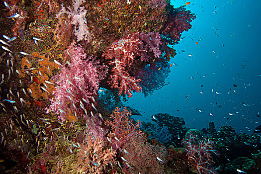 珊瑚,礁石,繁茂,软,泰国,亚洲