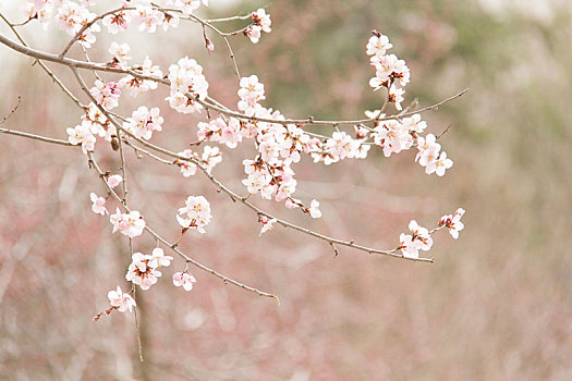 春天,盛开的桃花