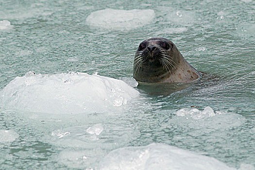 斑海豹,冰川冰