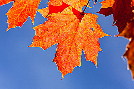 挪威槭,叶子,蓝天,特兰迪诺,意大利