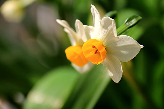 水仙花