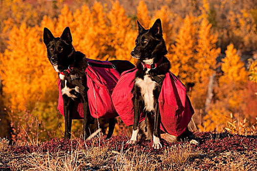 狗,雪橇狗,阿拉斯加,爱斯基摩犬,背影,颤杨,白杨,山杨,后面,叶子,秋色,深秋,靠近,鱼,湖,育空地区,加拿大,北美