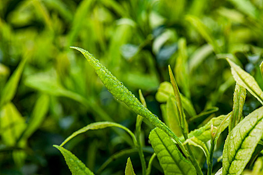 重庆天坪万亩茶叶基地茶树