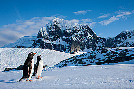 南极,巴布亚企鹅,站立,下方,高耸,山峰,靠近,港口