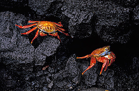 细纹方蟹,方蟹,成年,站立,石头,加拉帕戈斯群岛