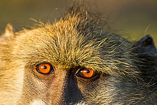 非洲,博茨瓦纳,乔贝国家公园,特写,眼睛,南非大狒狒,豚尾狒狒,坐,早晨,太阳,乔贝,河
