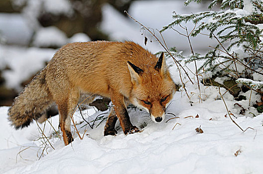 红狐,狐属,雪地,俘获,北莱茵威斯特伐利亚,德国,欧洲