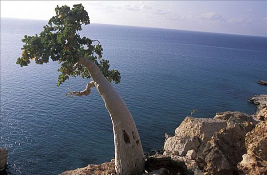 也门,索科特拉岛,黄瓜,树,高处,海洋