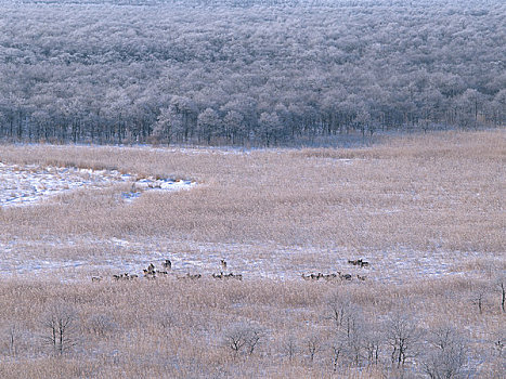 牧群,鹿,湿地,冬天