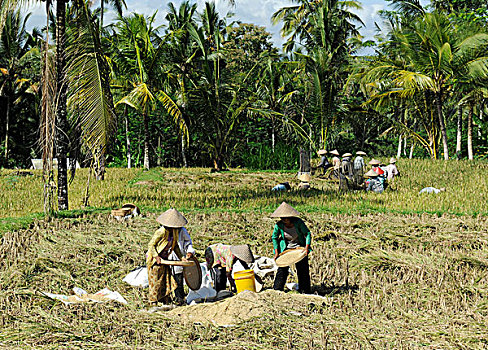 工人,稻米,地点,乌布,巴厘岛,印度尼西亚,东南亚