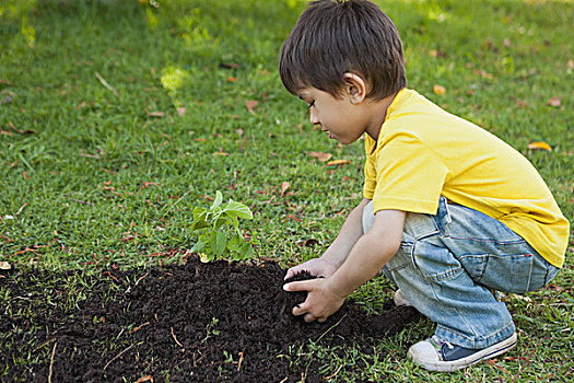 男孩,种植,幼小植物,公园