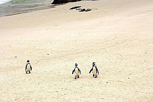 三个,非洲企鹅,黑脚企鹅,漂石,海滩,西海角,省,南非