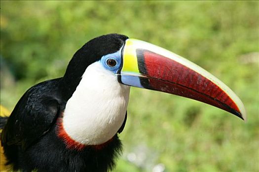 巨嘴鸟,圭亚那,南美