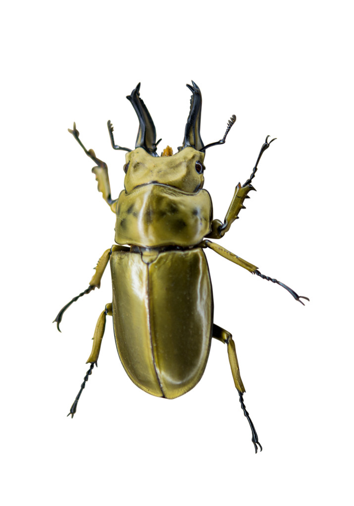 甲虫的样子图片背面图片