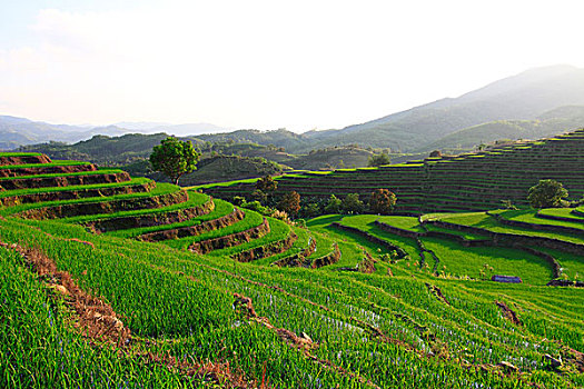 五指山市梯田风光