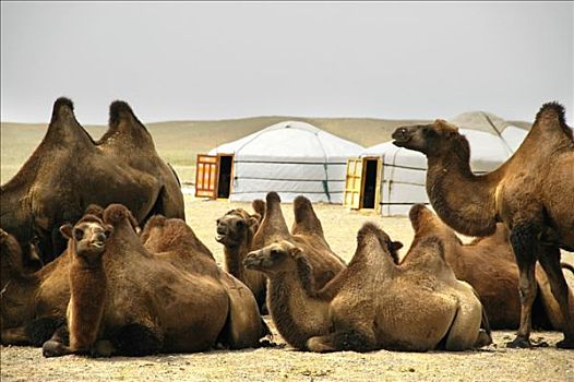 放松,牧群,巴克特里亚,骆驼,正面,两个,蒙古包,蒙古