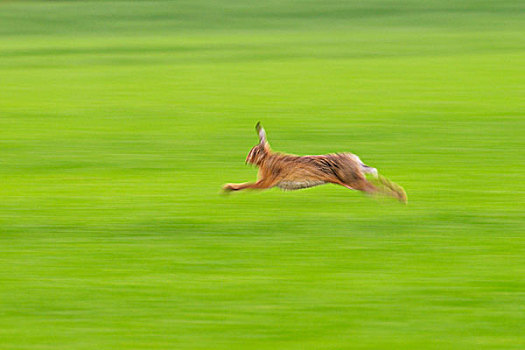 欧洲,棕兔,跑,黑森州,德国