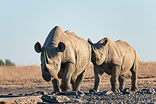 黑犀牛,犀牛,自然保护区,肯尼亚,非洲