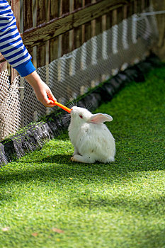喂食小白兔