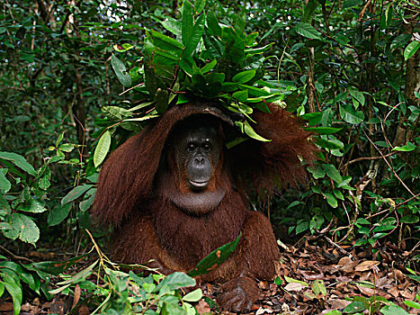 猩猩,黑猩猩,建筑,蔽护,室外,枝条,婆罗洲,马来西亚