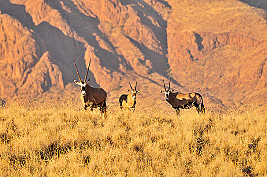 南非大羚羊,羚羊,高,草,自然保护区,纳米布沙漠,纳米比亚,非洲