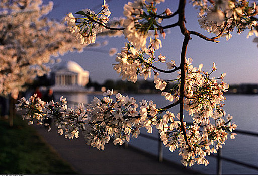 特写,樱花,华盛顿,华盛顿特区,美国