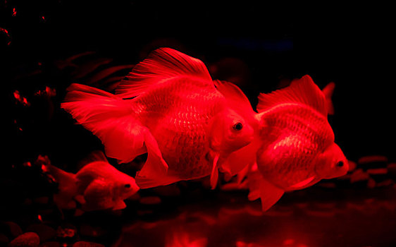 水族馆里的锦鲤鱼金鱼