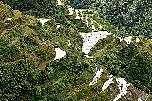 菲律宾,吕宋岛,靠近,巴纳韦,梯田,稻田