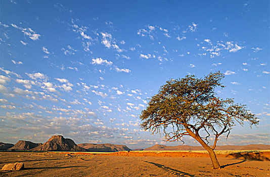 树,刺槐,晚上,干枯河床,边缘,南方,纳米布沙漠,纳米比亚,非洲
