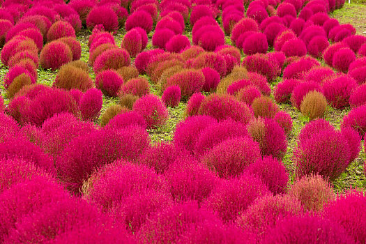 红色,日式庭园