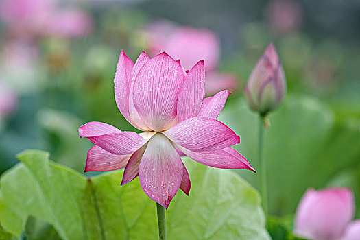 夏雨荷