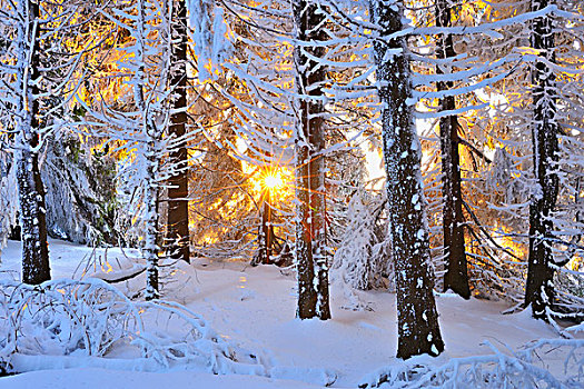 积雪,针叶树,日出,山,巴伐利亚,德国