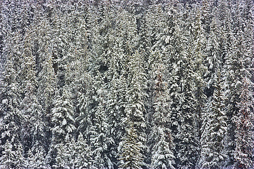 树林,碧玉国家公园,艾伯塔省,加拿大