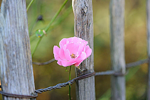 粉红玫瑰,木篱,巴伐利亚,德国