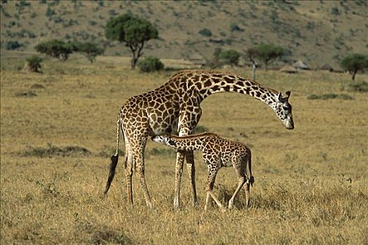 马赛长颈鹿,母兽,哺乳,诞生,肯尼亚