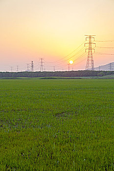 金色阳光下的田地电塔