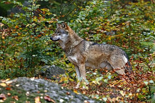 灰狼,狼,色彩,树林,户外,围挡,巴伐利亚森林,德国