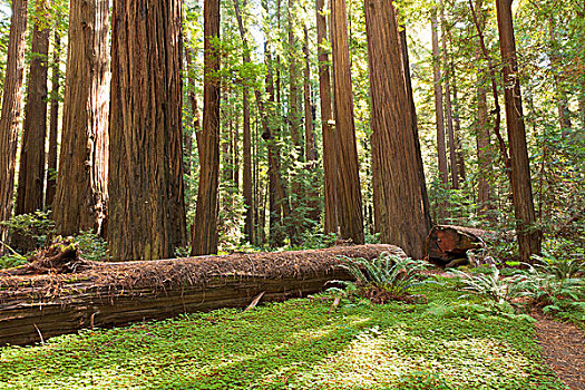 红杉林,洪堡红杉州立公园,加利福尼亚,美国