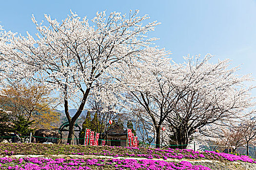 花,福禄考属植物,樱桃树,区域,山梨县,本州,日本