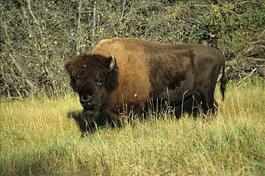 美洲野牛,野牛,伍德布法罗国家公园,领土,加拿大,北美