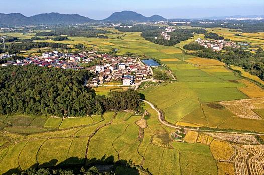 江西金溪,金秋田园,丰,景如画