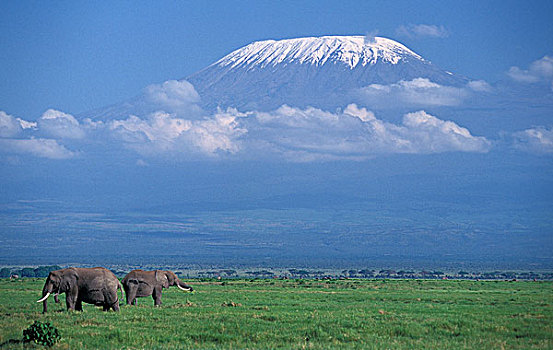 非洲象,靠近,坦桑尼亚