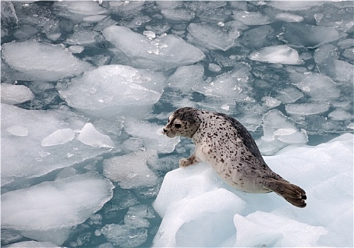 斑海豹,冰山