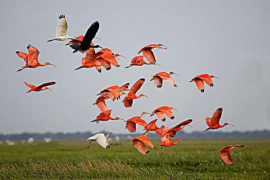 猩红朱鹭,红鹮,群,飞行,高处,沼泽,委内瑞拉